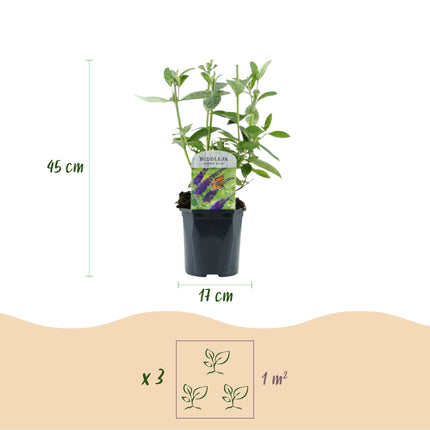 Arbuste à papillons bleu - 3 plantes - Buddleja davidii Empire Blue - Rustique - Pot 17cm - Hauteur 45cm