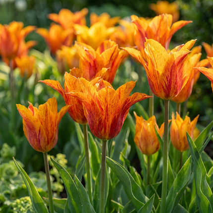 24x Tulipa Vendeeglobe - Tulipano Vendeeglobe - Giallo - Fioritura primaverile - Calibro del bulbo 11/12