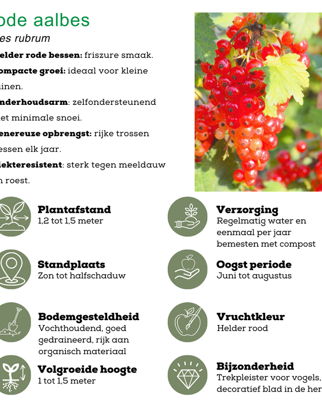 Mix di piante da frutto BIO 4 pezzi - Lampone/ Ribes/ Mirtillo/ Mora