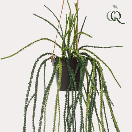 Kunstplant - Rhypsalis - Koraalcactus - ↕ 85 cm