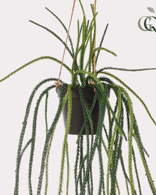 Kunstplant - Rhypsalis - Koraalcactus - ↕ 85 cm