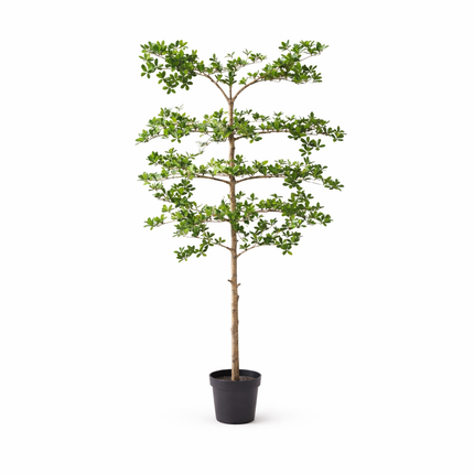 Planta artificial Bucida - 200cm