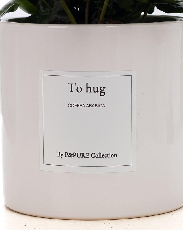Coffea Arabica Gift "To Hug" met wenskaart - Ø12cm - ↕20cm