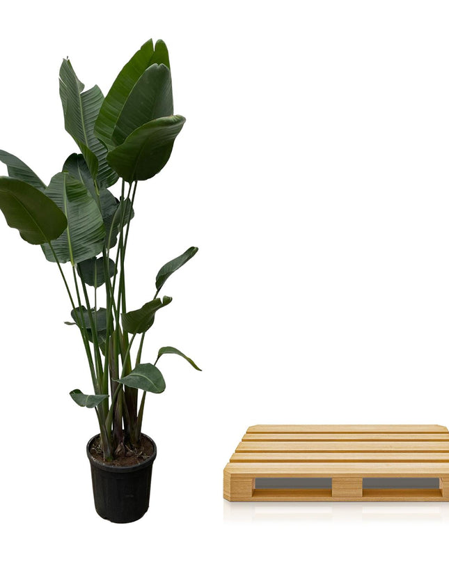 Strelitzia Nicolai XXL - 250 cm - ø50