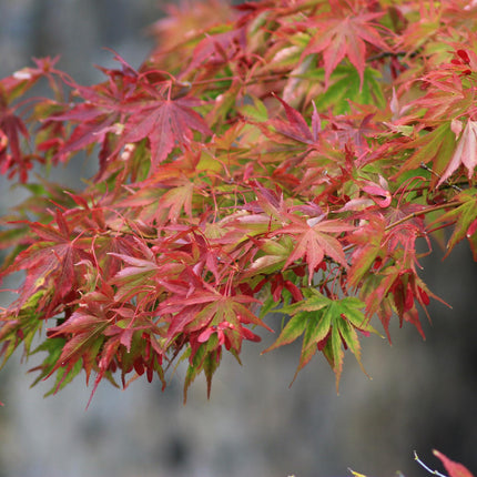 Japanse Esdoorn - Acer palmatum Beni Maiko - Rood - 2 stuks - Pot 19cm Hoogte 70cm