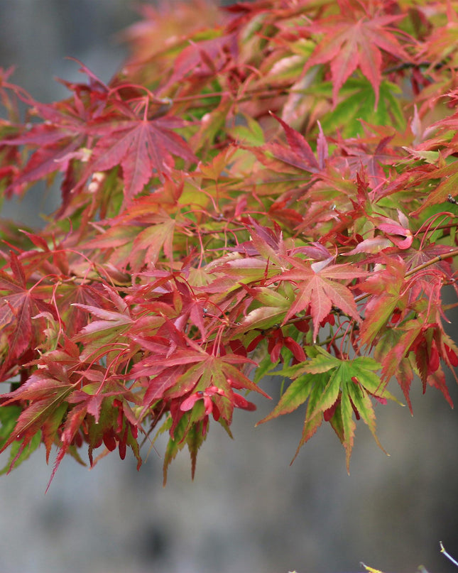 Acero giapponese - Acer palmatum Beni Maiko - Rosso - 2 pezzi - Vaso 19cm Altezza 70cm
