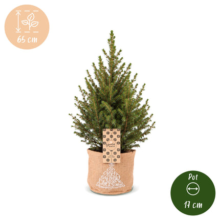 4x Kerstboom Picea glauca Conica - Kegelspar - incl. jute zak - Ø17cm - ↕65cm