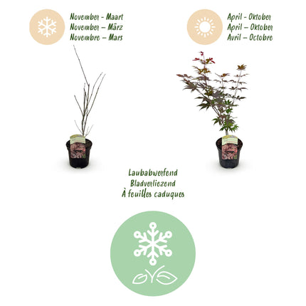 Japanse Esdoorn - Acer palmatum Atropurpureum - Paars - 2 stuks - Pot 19cm Hoogte 70cm