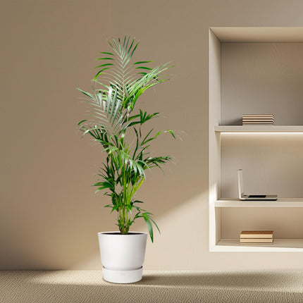 Kentia Palm - 200 cm - ø24-30cm