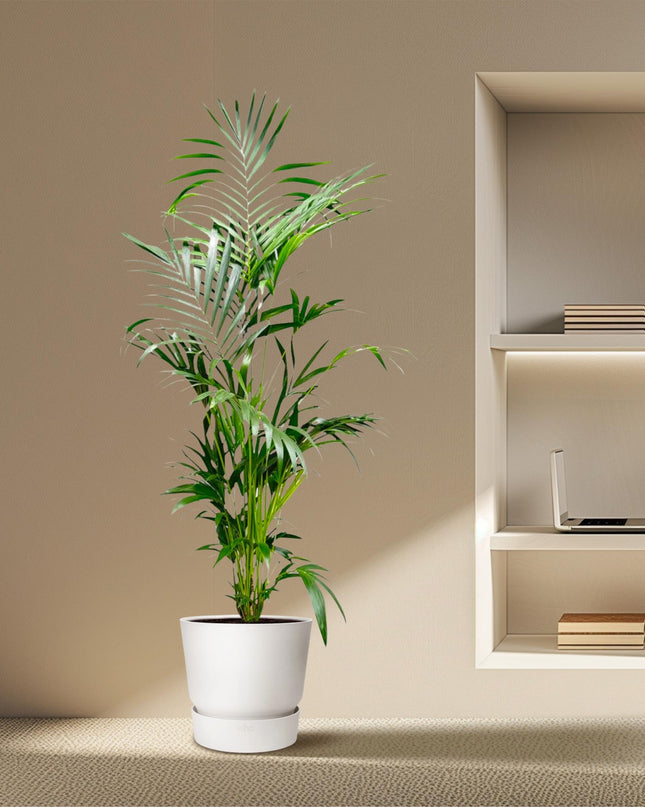 Kentia Palm - 200 cm - ø24-30cm