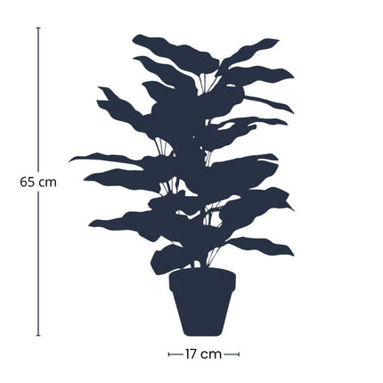 Kunstplant - Calathea in pot - ↕ 65 cm hoog