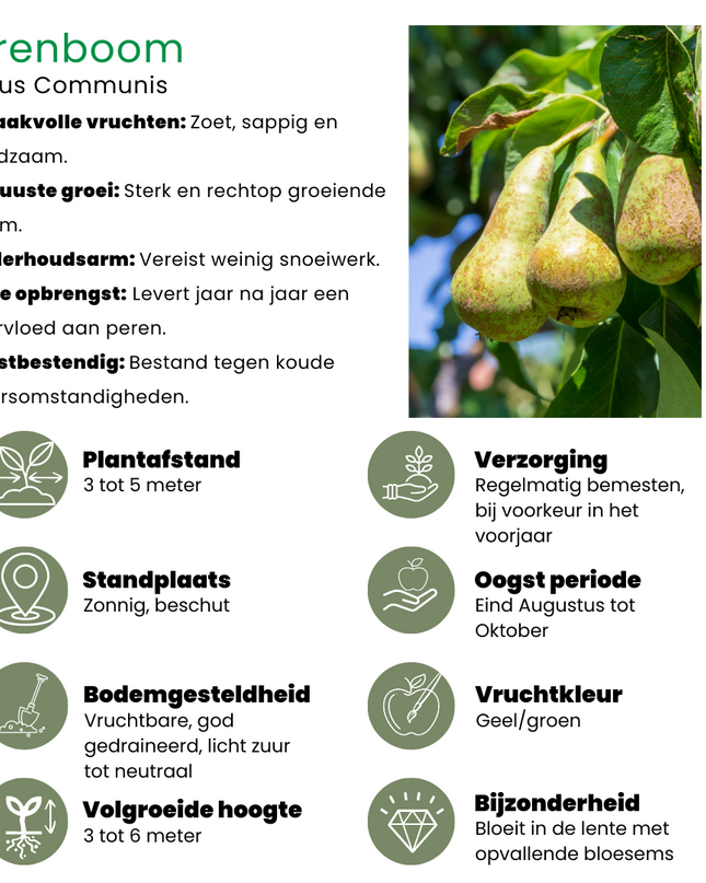 Set di alberi da frutto BIO da 4 - Mela, Pera, Ciliegia e Prugna - 4 x Ø 20 cm - ↨ 60 cm