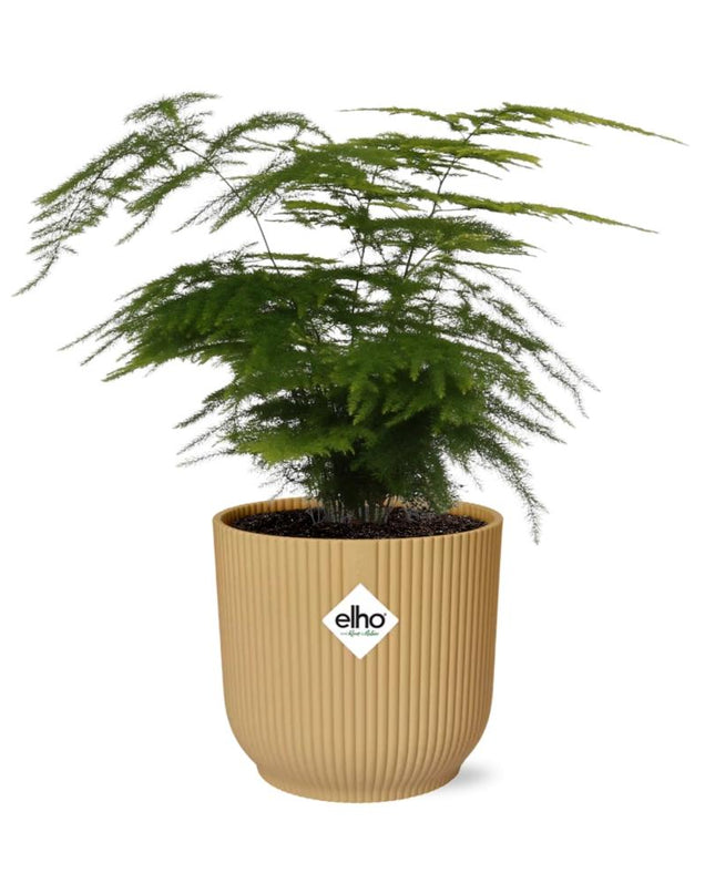 Asparagus Setaceus ‘Plumosus’ incl. pot ELHO Vibes Fold 14cm geel