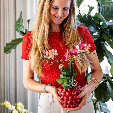 Orchidee | rote Phalaenopsis-Orchidee Topfgröße Ø9cm | Kongo | blühende Zimmerpflanze - frisch vom Züchter