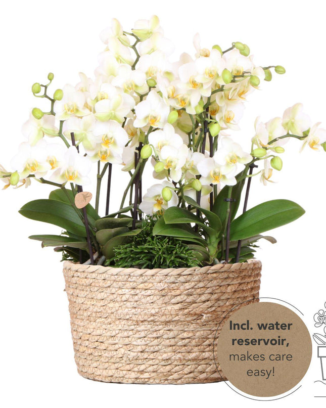 Kolibri Orchids | witte plantenset in Reed Basket incl. waterreservoir | drie witte orchideeën Lausanne 9cm en drie groene planten | Jungle Bouquet wit met zelfvoorzienend waterreservoir