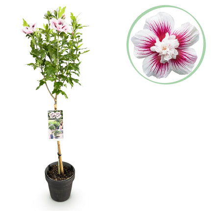 Hibiscus syriacus Starburst Chiffon® – Terrassenpflanze – Laubabwerfend – Winterhart – Weiß-rosa Blüte – Topf 19cm Höhe 90cm