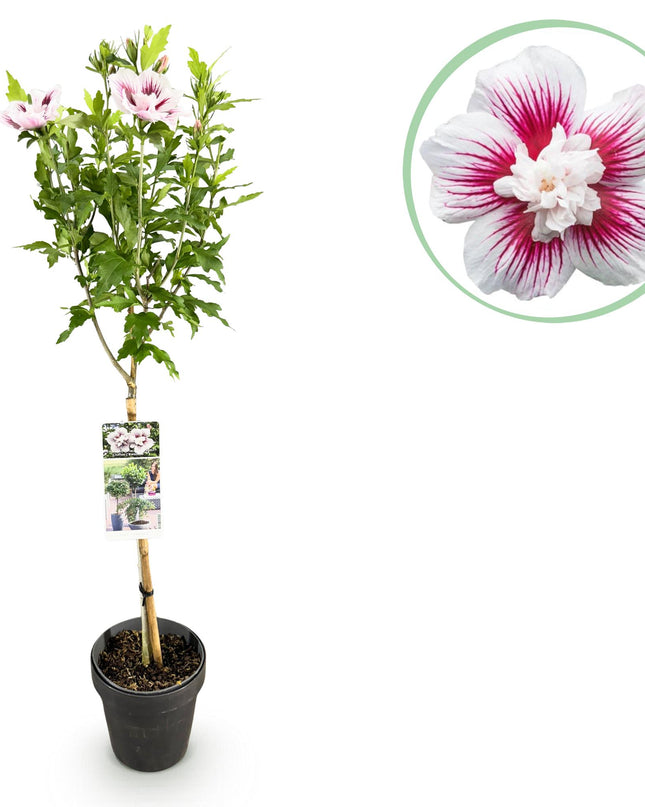 Hibiscus syriacus Starburst Chiffon® – Terrassenpflanze – Laubabwerfend – Winterhart – Weiß-rosa Blüte – Topf 19cm Höhe 90cm