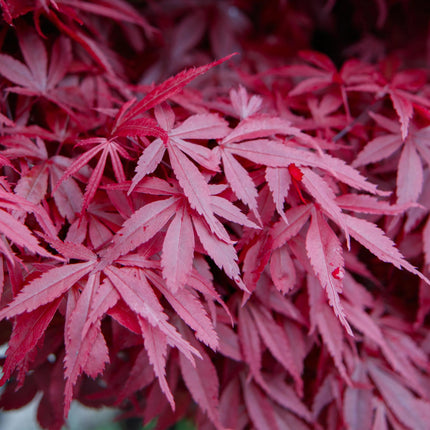 Japanse Esdoorn - 2 planten - Acer palmatum Skeetsers Broom - Paars - Bladverliezend - Pot 19cm Hoogte 70cm