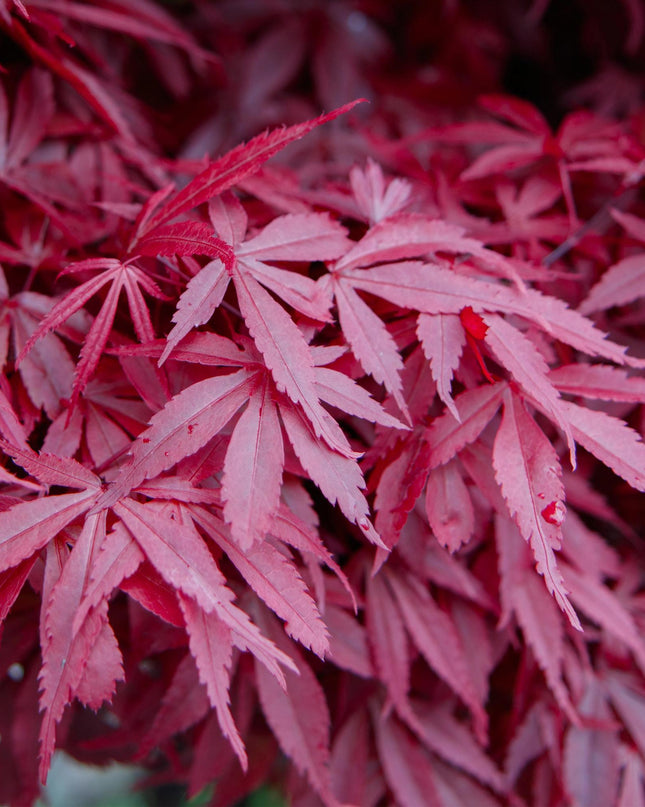 Japanse Esdoorn - 2 planten - Acer palmatum Skeetsers Broom - Paars - Bladverliezend - Pot 19cm Hoogte 70cm