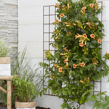Campsis Indian Summer - Trompetbloem Oranje - Ø15cm - ↕65cm - Ø15 - ↨65cm