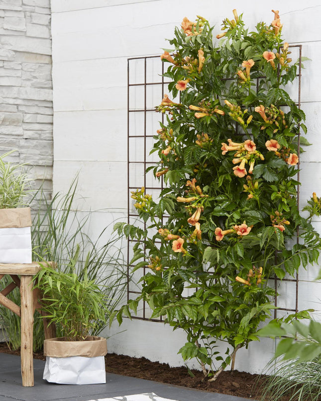 Campsis Indian Summer - Trompetbloem Oranje - Ø15cm - ↕65cm - Ø15 - ↨65cm