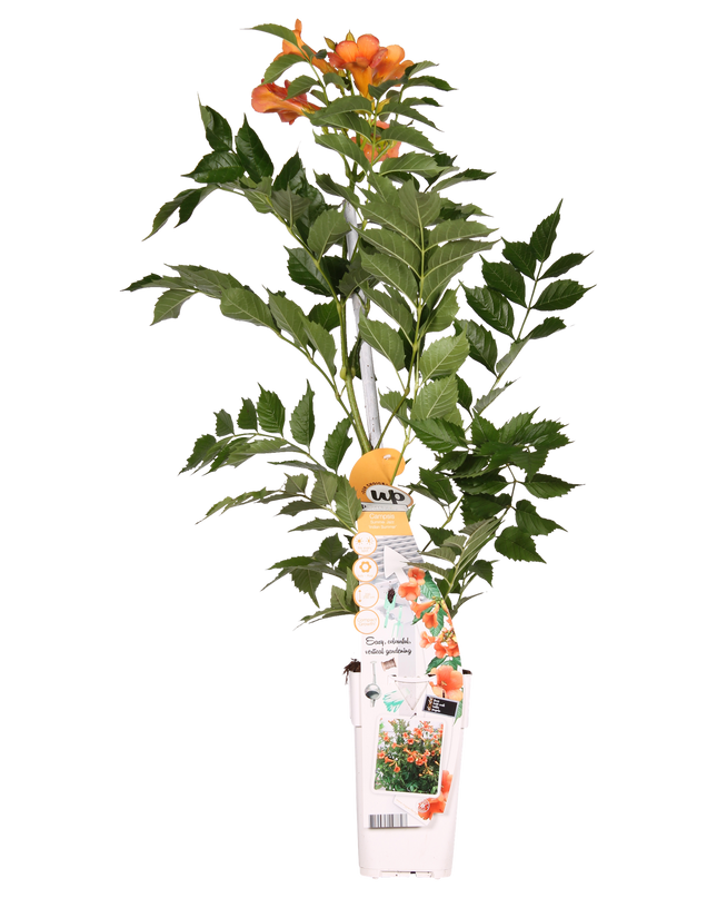 Campsis Indian Summer - Trompetbloem Oranje - Ø15cm - ↕65cm - Ø15 - ↨65cm