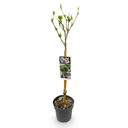 Hibiscus syriacus Starburst Chiffon® – Terrassenpflanze – Laubabwerfend – Winterhart – Weiß-rosa Blüte – Topf 19cm Höhe 90cm