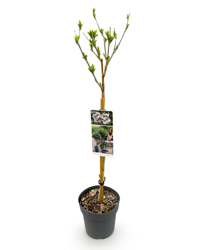 Hibiscus syriacus Starburst Chiffon® – Terrassenpflanze – Laubabwerfend – Winterhart – Weiß-rosa Blüte – Topf 19cm Höhe 90cm