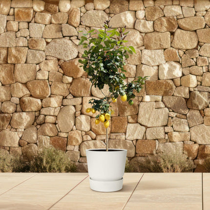 Citroenboom - 140 cm - ø24