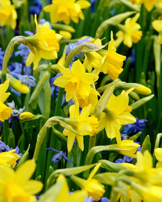 100x Narcissus Tete-A-Tete – Miniatur-Narzisse – Gelb – Frühjahrsblüher – Zwiebelgröße 10/11