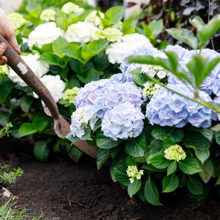 Hortensia Blauw  - Hydrangea Forever & Ever - 2 Planten - Pot 23cm Hoogte 55cm