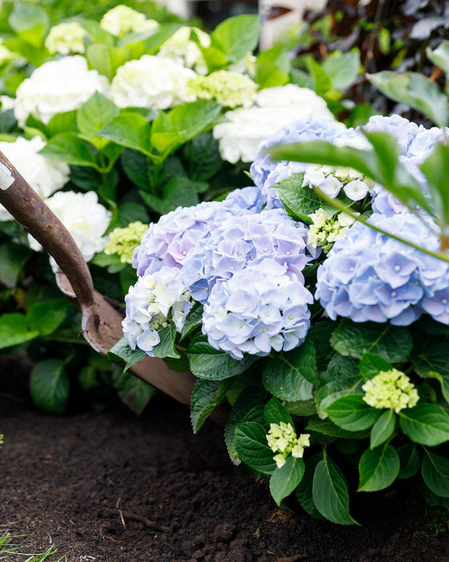 Hortensia Blauw  - Hydrangea Forever & Ever - 2 Planten - Pot 23cm Hoogte 55cm