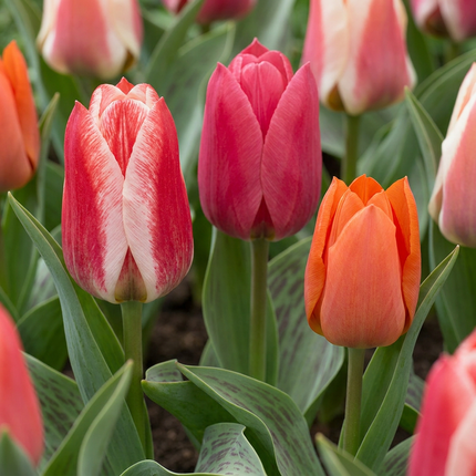 120x Tulipa Greigii mix – Greigii-Tulpenmischung – Verschiedene – Frühjahrsblüher – Zwiebelgröße 11/12