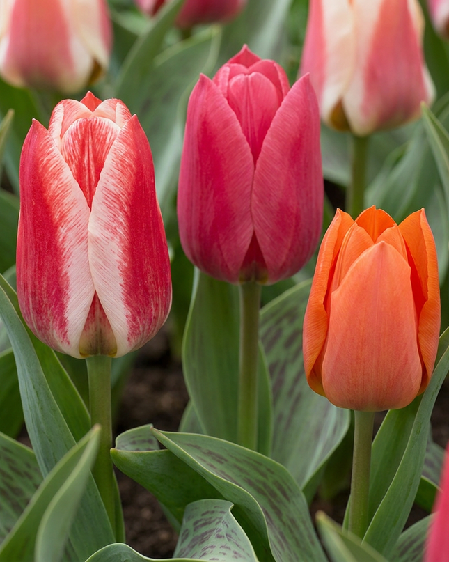 120x Tulipa Greigii mix – Greigii-Tulpenmischung – Verschiedene – Frühjahrsblüher – Zwiebelgröße 11/12