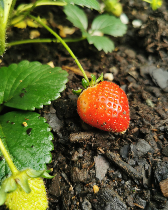 Erdbeeren 6er Pack (Fragaria) 100% biologisch 8x