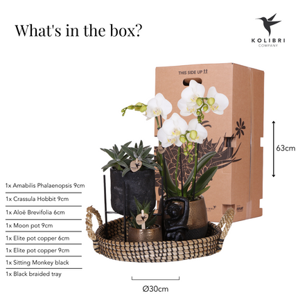 Kolibri Company | Gift set Urban Nature | Plantenset met Phalaenopsis Orchidee en Succulenten incl. keramieken sierpotten