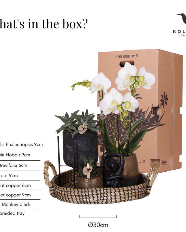 Kolibri Company | Gift set Urban Nature | Plantenset met Phalaenopsis Orchidee en Succulenten incl. keramieken sierpotten