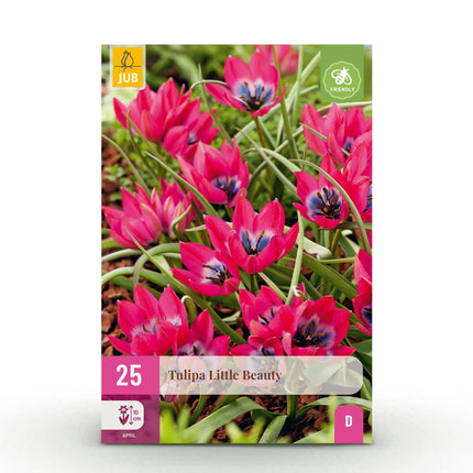 Bloembollen - Tulp Little Beauty - Kleur Donker Roze - 25 stuks - Bolmaat 6/7 - XXL Pack