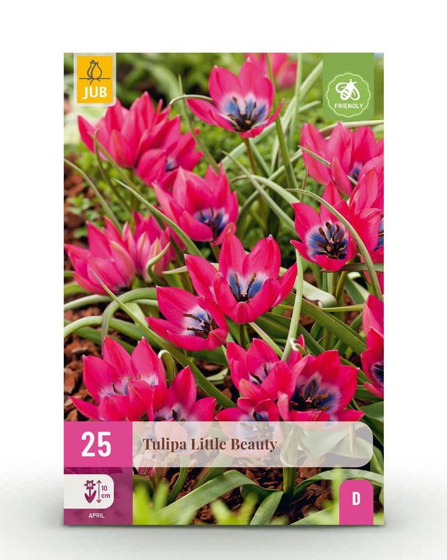 Bloembollen - Tulp Little Beauty - Kleur Donker Roze - 25 stuks - Bolmaat 6/7 - XXL Pack