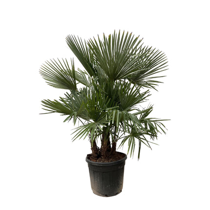 Trachycarpus multi tallo - 230cm- Ø50 - 🚚 Envío Gratis