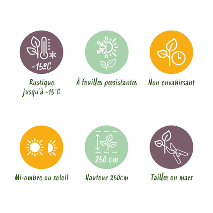 Bamboe - Fargesia rufa - Groen - 4 Planten - Bladhoudend - Niet Woekerend- Pot 17cm Hoogte 60cm