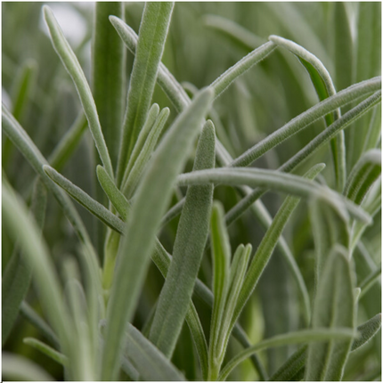 12 x 6er Set Lavendel angustifolia - 72 x Ø7 cm - ↕15 cm