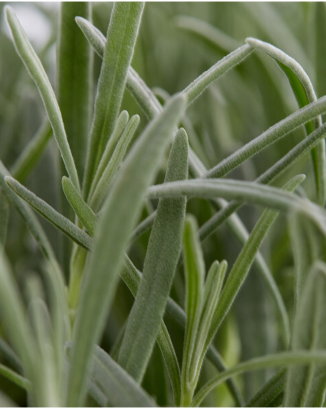 12 x 6er Set Lavendel angustifolia - 72 x Ø7 cm - ↕15 cm