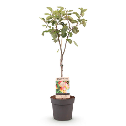 Appelboom - Malus domestica Jonagold - Geel groene Appel - Pot 21cm Hoogte 90cm