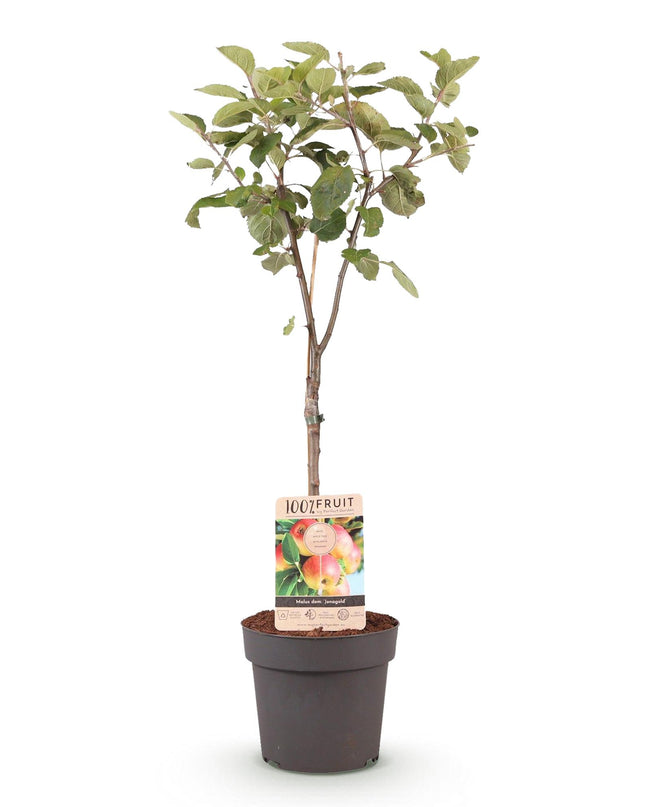Appelboom - Malus domestica Jonagold - Geel groene Appel - Pot 21cm Hoogte 90cm