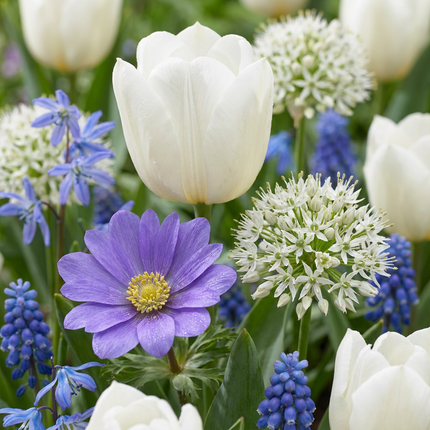 1000x Bulb Garden Blue - Blaue Zwiebelgartenmischung - Verschiedene - Sommerblüher - Zwiebelgröße 10/12