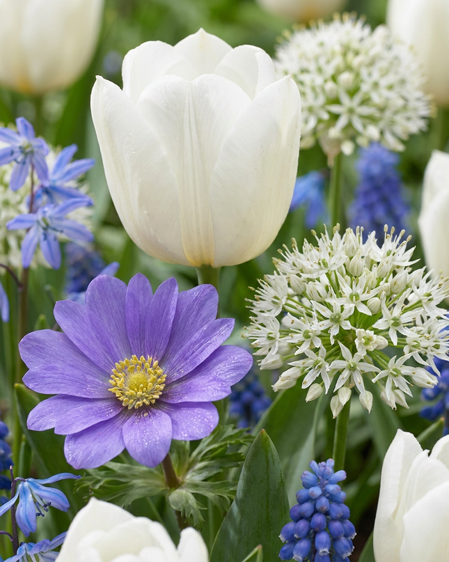 1000x Bulb Garden Blue - Blaue Zwiebelgartenmischung - Verschiedene - Sommerblüher - Zwiebelgröße 10/12