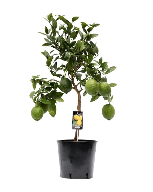 Citrus Lemon - Ø22cm - ↕80cm