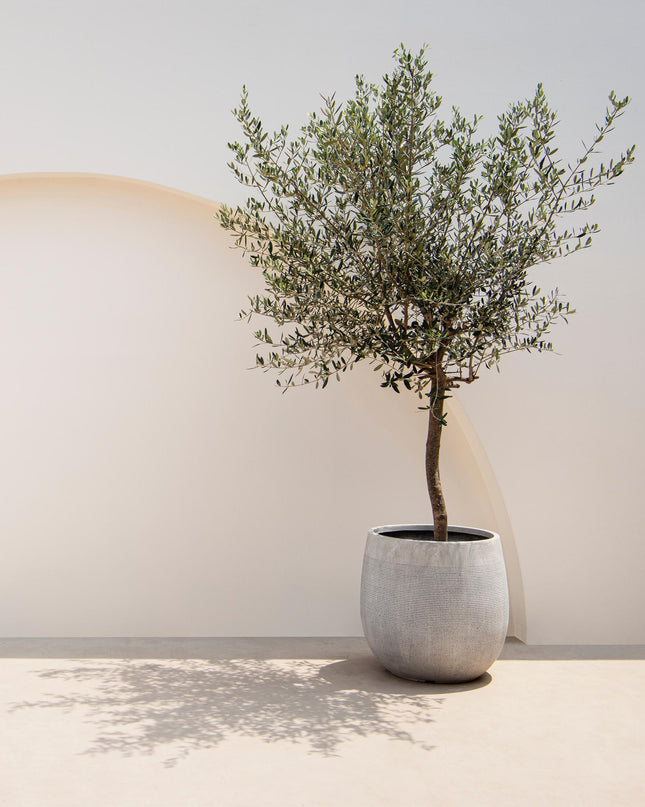 Olea Europaea - Terras Plant - Bladhoudend - Winterhard - Olijfgroen Blad - Pot 19cm Hoogte 90cm