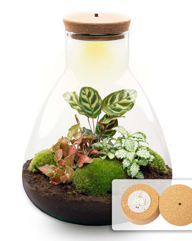 DIY Planten terrarium met licht - Sam Calathea - Ø 24,5 cm ↑ 30 cm - No tools